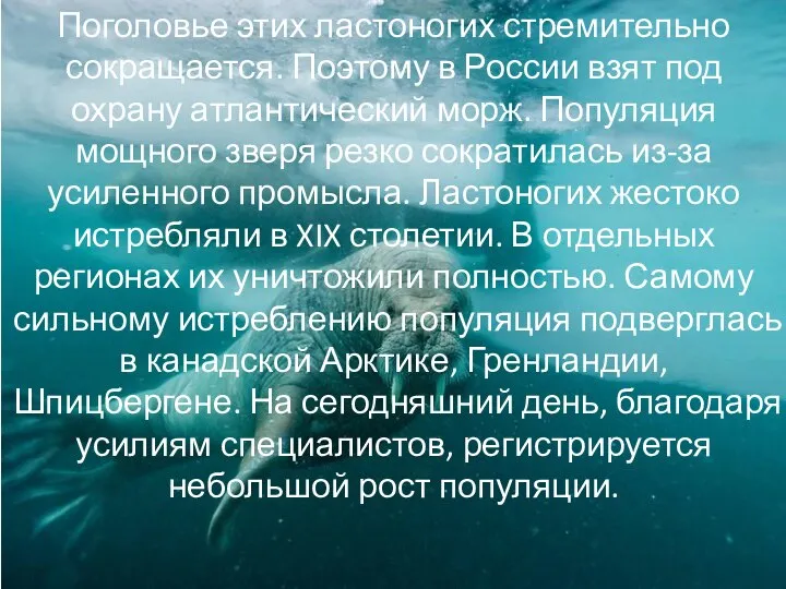 Поголовье этих ластоногих стремительно сокращается. Поэтому в России взят под охрану атлантический