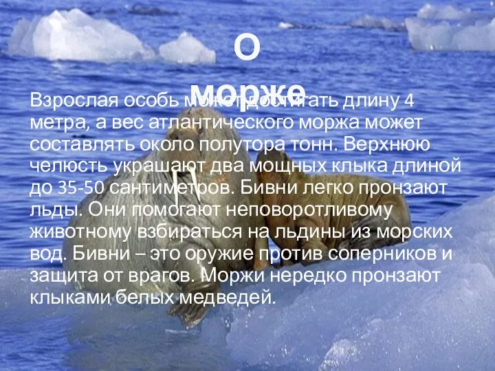 Взрослая особь может достигать длину 4 метра, а вес атлантического моржа может