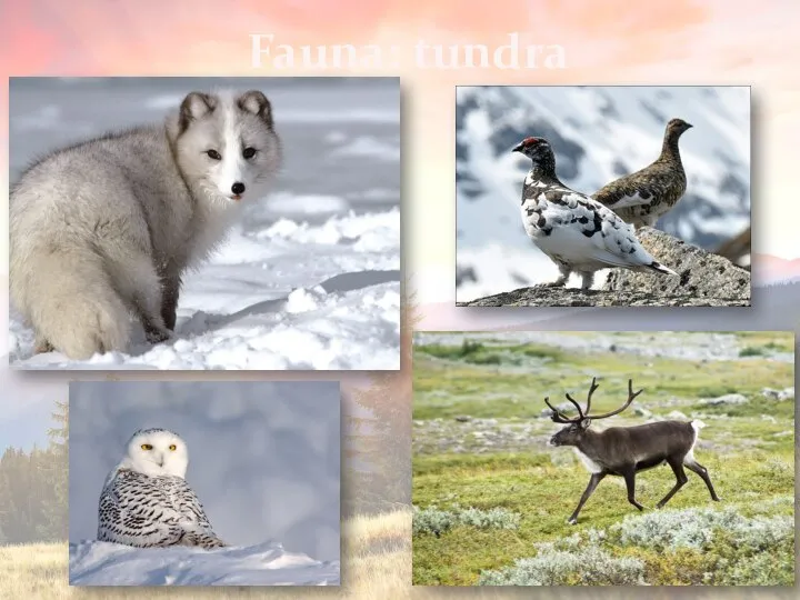 Fauna: tundra