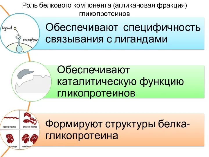 Роль белкового компонента (агликановая фракция) гликопротеинов