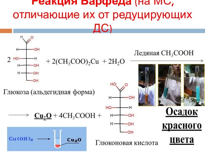 Реакция Барфеда (на МС, отличающие их от редуцирующих ДС)