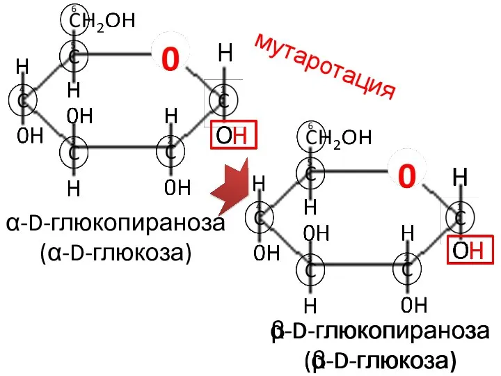 α-D-глюкопираноза (α-D-глюкоза) α-D-глюкопираноза (α-D-глюкоза) мутаротация β-D-глюкопираноза (β-D-глюкоза)