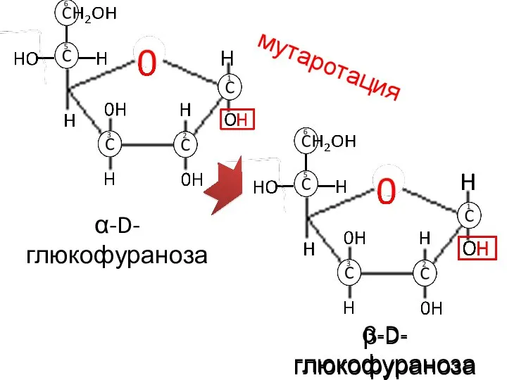 α-D-глюкофураноза α-D-глюкофураноза мутаротация β-D-глюкофураноза