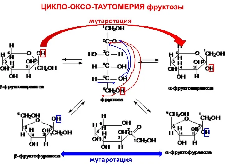 ЦИКЛО-ОКСО-ТАУТОМЕРИЯ фруктозы