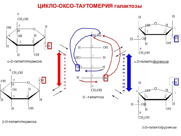 ЦИКЛО-ОКСО-ТАУТОМЕРИЯ галактозы