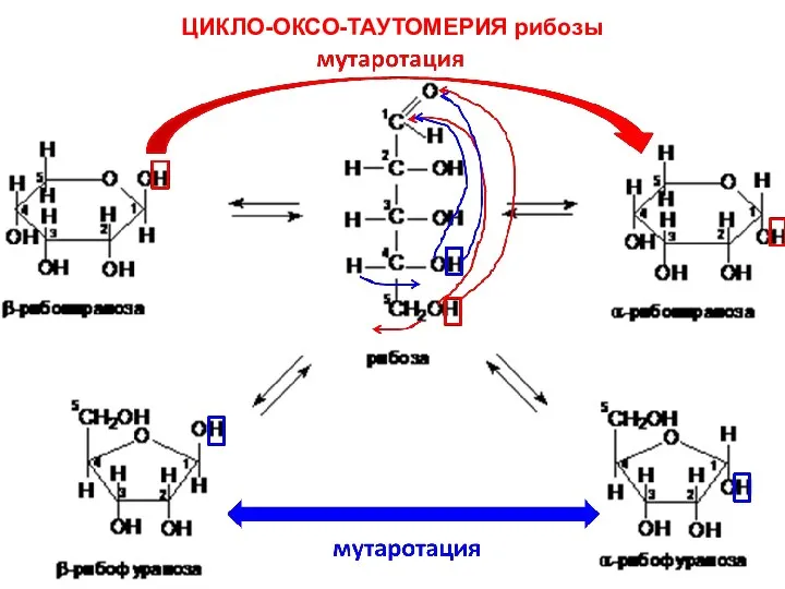 ЦИКЛО-ОКСО-ТАУТОМЕРИЯ рибозы