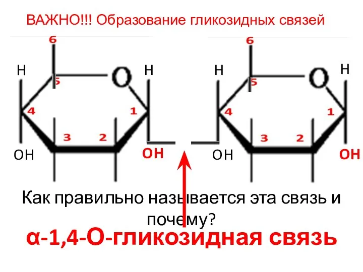 ВАЖНО!!! Образование гликозидных связей H H OH OH H OH H O