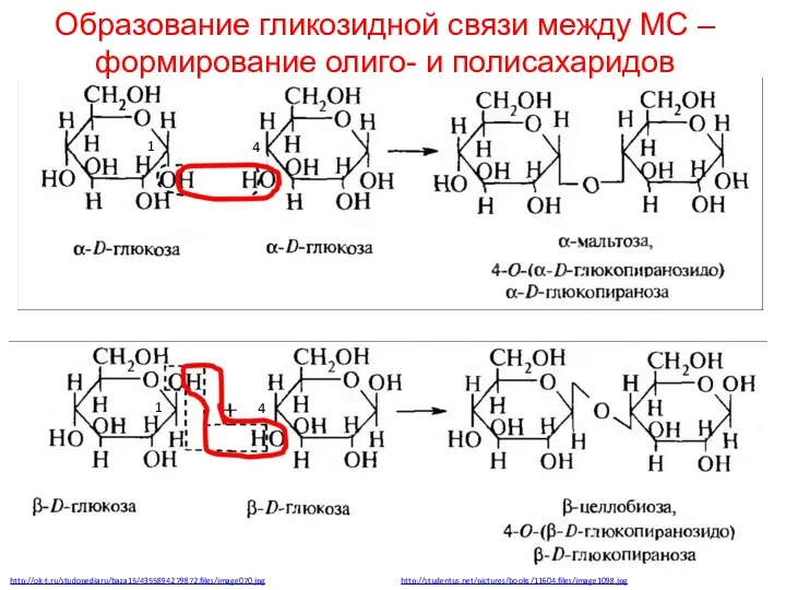 Образование гликозидной связи между МС – формирование олиго- и полисахаридов http://ok-t.ru/studopediaru/baza15/4355894279872.files/image070.jpg http://studentus.net/pictures/books/11604.files/image1098.jpg 1 4 1 4