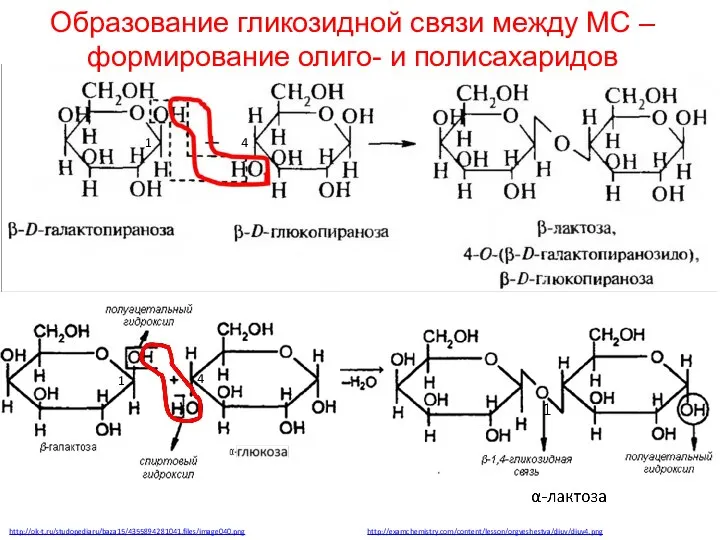 Образование гликозидной связи между МС – формирование олиго- и полисахаридов http://ok-t.ru/studopediaru/baza15/4355894281041.files/image040.png http://examchemistry.com/content/lesson/orgveshestva/diuv/diuv4.png 1 4 1 4