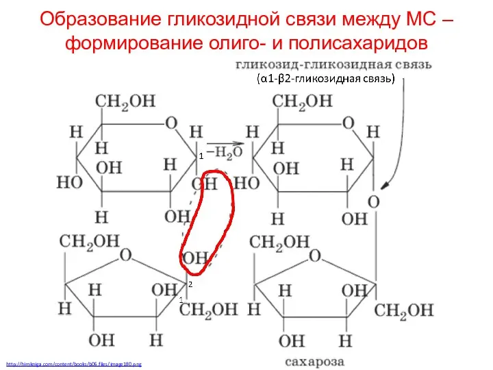 Образование гликозидной связи между МС – формирование олиго- и полисахаридов http://himkniga.com/content/books/b06.files/image180.png