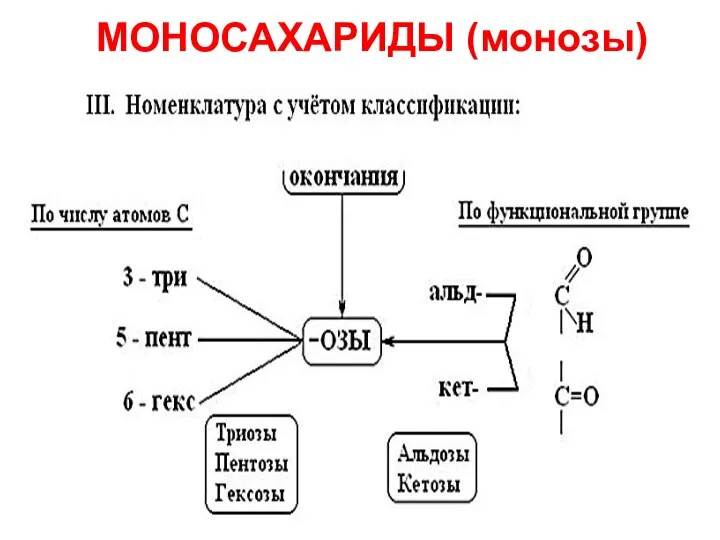 МОНОСАХАРИДЫ (монозы)