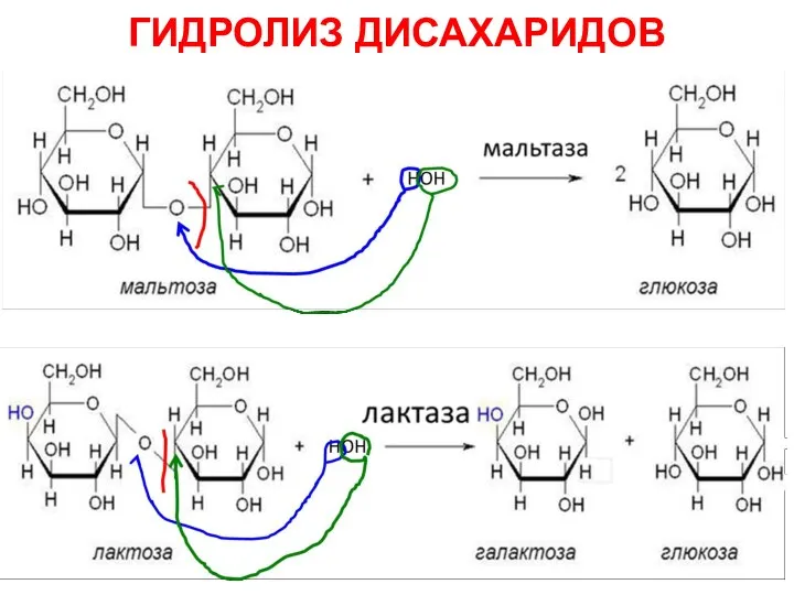 ГИДРОЛИЗ ДИСАХАРИДОВ
