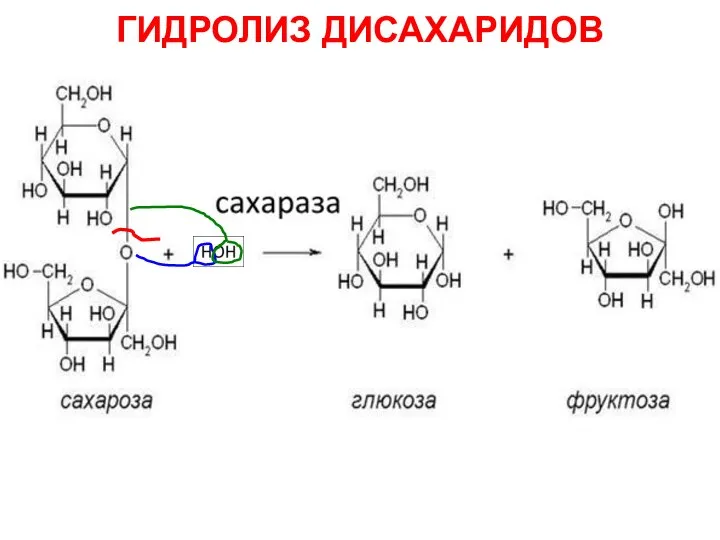 ГИДРОЛИЗ ДИСАХАРИДОВ