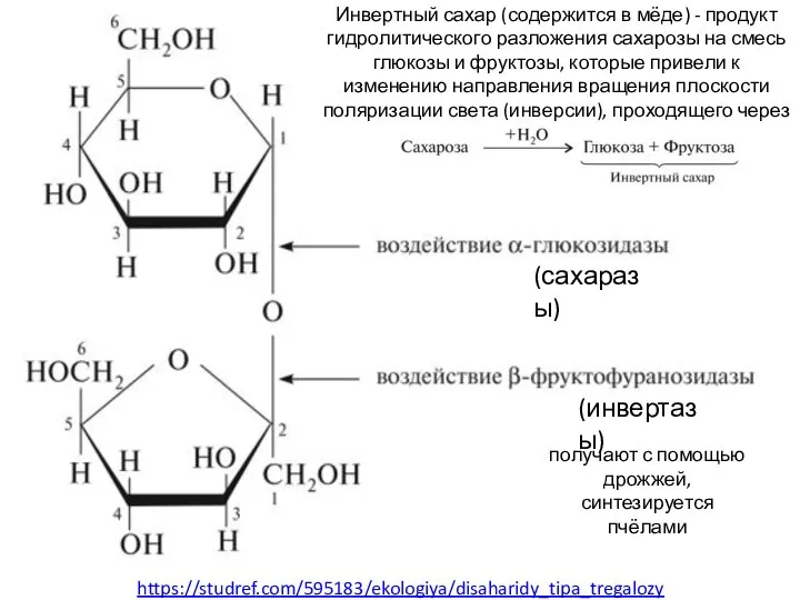 (сахаразы) (инвертазы) получают с помощью дрожжей, синтезируется пчёлами Инвертный сахар (содержится в