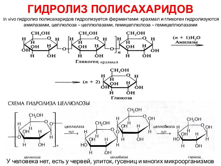 ГИДРОЛИЗ ПОЛИСАХАРИДОВ У человека нет, есть у червей, улиток, гусениц и многих
