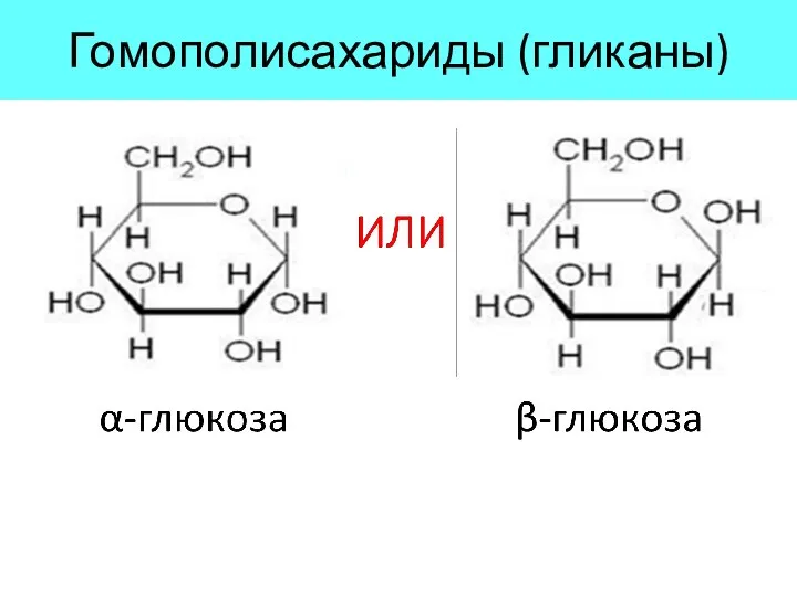 Гомополисахариды (гликаны)