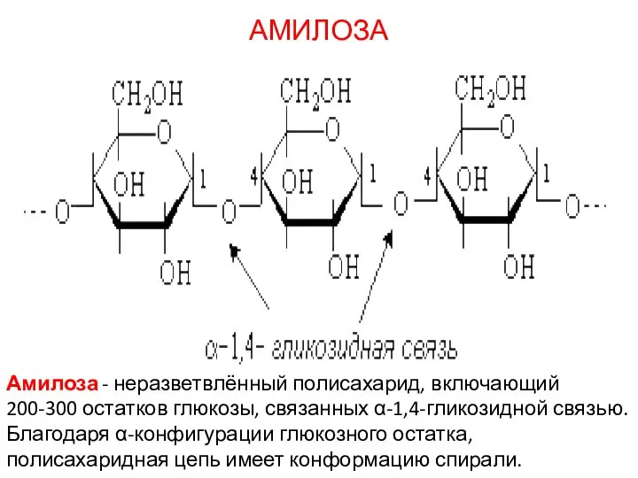 АМИЛОЗА Амилоза - неразветвлённый полисахарид, включающий 200-300 остатков глюкозы, связанных α-1,4-гликозидной связью.