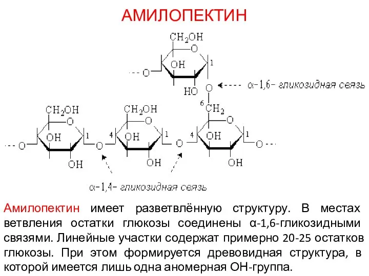 АМИЛОПЕКТИН Амилопектин имеет разветвлённую структуру. В местах ветвления остатки глюкозы соединены α-1,6-гликозидными