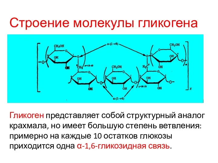 Строение молекулы гликогена Гликоген представляет собой структурный аналог крахмала, но имеет большую