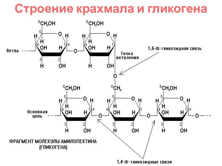 Строение крахмала и гликогена