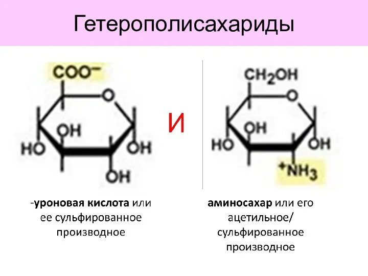 Гетерополисахариды