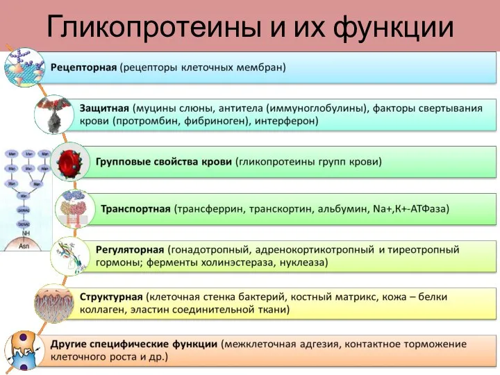 Гликопротеины и их функции