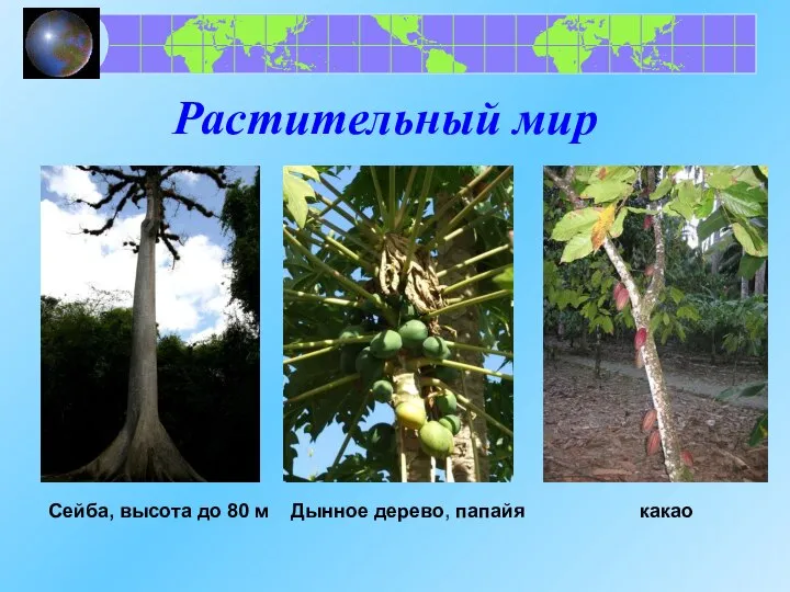 Растительный мир Сейба, высота до 80 м Дынное дерево, папайя какао