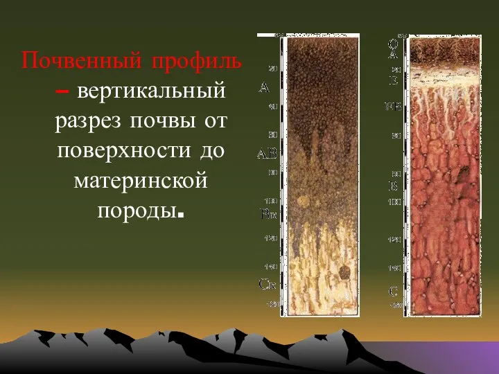 Почвенный профиль – вертикальный разрез почвы от поверхности до материнской породы.