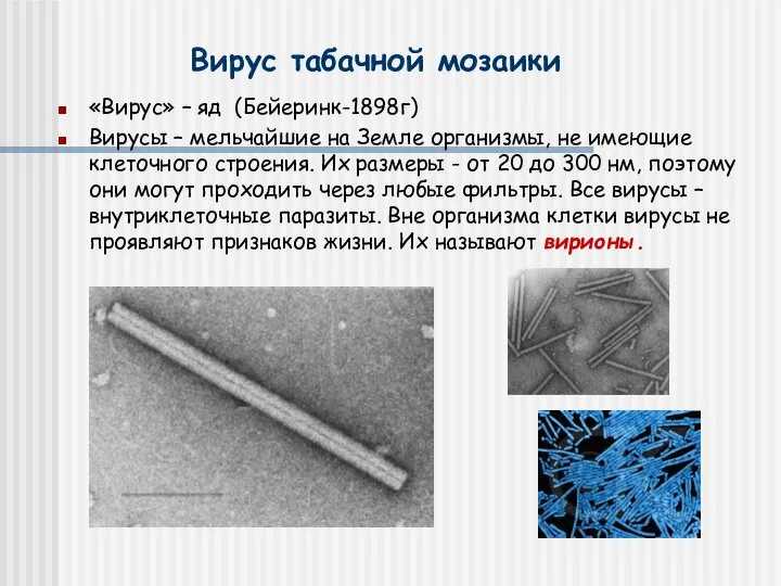 Вирус табачной мозаики «Вирус» – яд (Бейеринк-1898г) Вирусы – мельчайшие на Земле