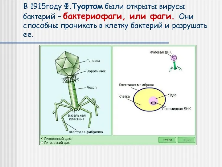 В 1915году Ф.Туортом были открыты вирусы бактерий – бактериофаги, или фаги. Они