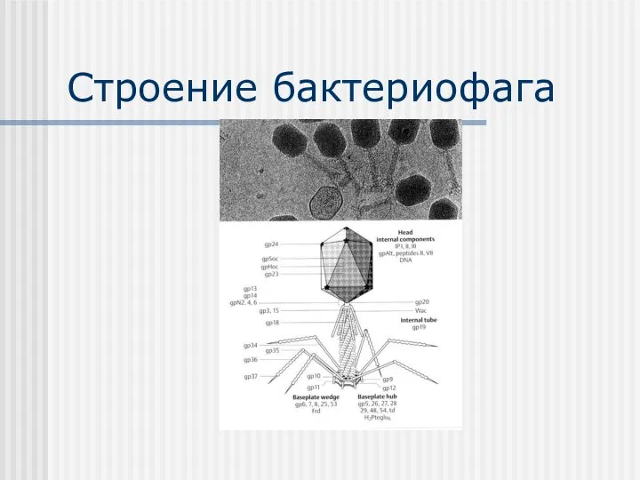 Строение бактериофага