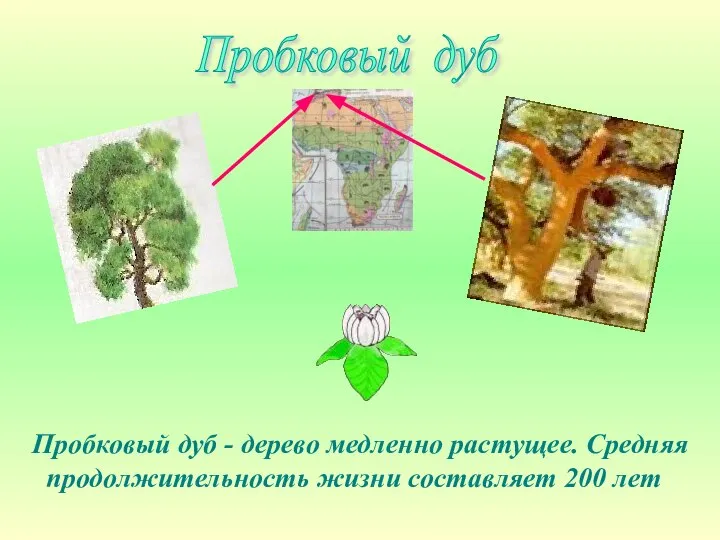 Пробковый дуб - дерево медленно растущее. Средняя продолжительность жизни составляет 200 лет Пробковый дуб