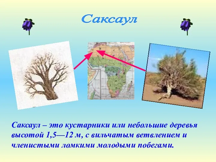Саксаул – это кустарники или небольшие деревья высотой 1,5—12 м, с вильчатым