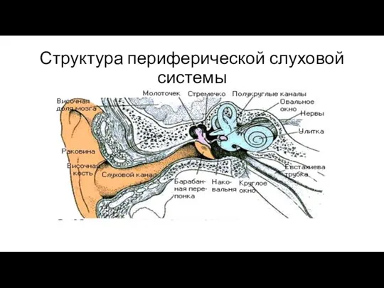Структура периферической слуховой системы