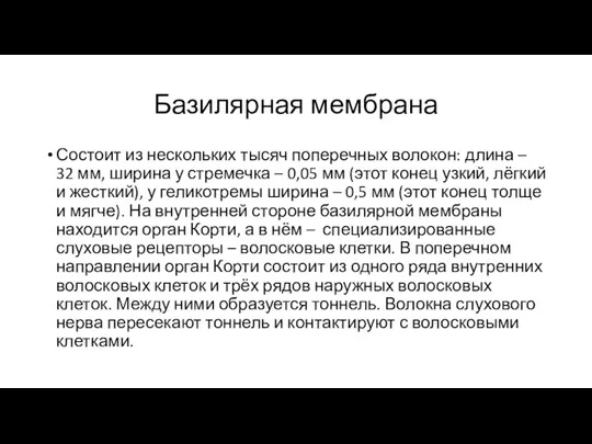 Базилярная мембрана Состоит из нескольких тысяч поперечных волокон: длина – 32 мм,