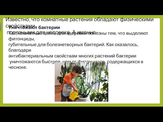 Известно, что комнатные растения обладают физическими свойствами, полезными для человека. А именно: