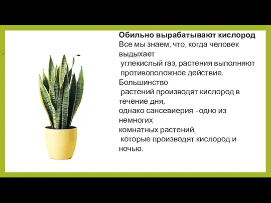 Обильно вырабатывают кислород Все мы знаем, что, когда человек выдыхает углекислый газ,