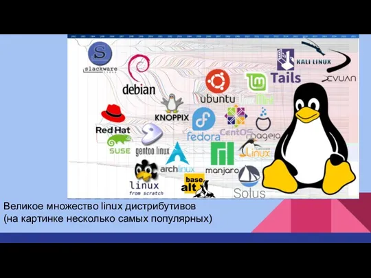 Великое множество linux дистрибутивов (на картинке несколько самых популярных)