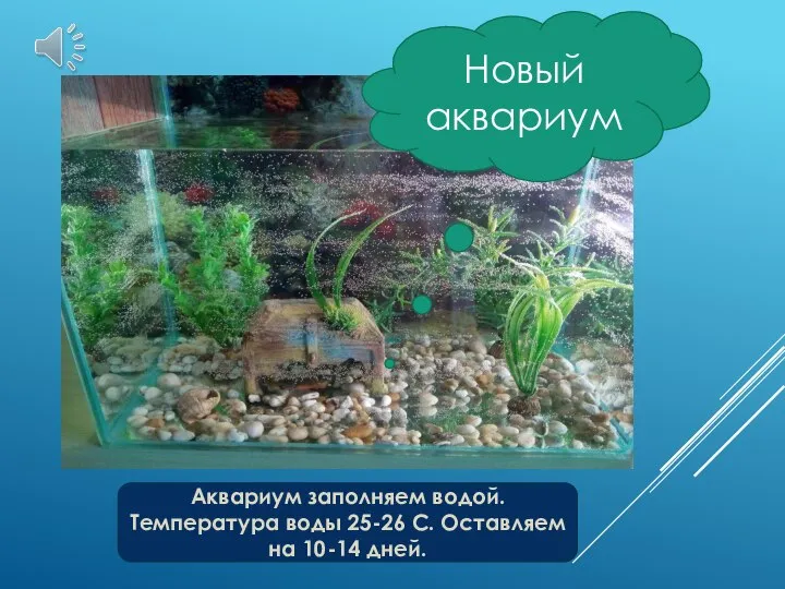 Новый аквариум Аквариум заполняем водой. Температура воды 25-26 С. Оставляем на 10-14 дней.
