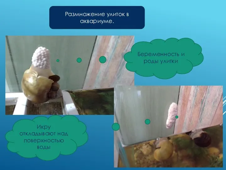 Беременность и роды улитки Икру откладывают над поверхностью воды Размножение улиток в аквариуме.