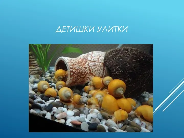 ДЕТИШКИ УЛИТКИ