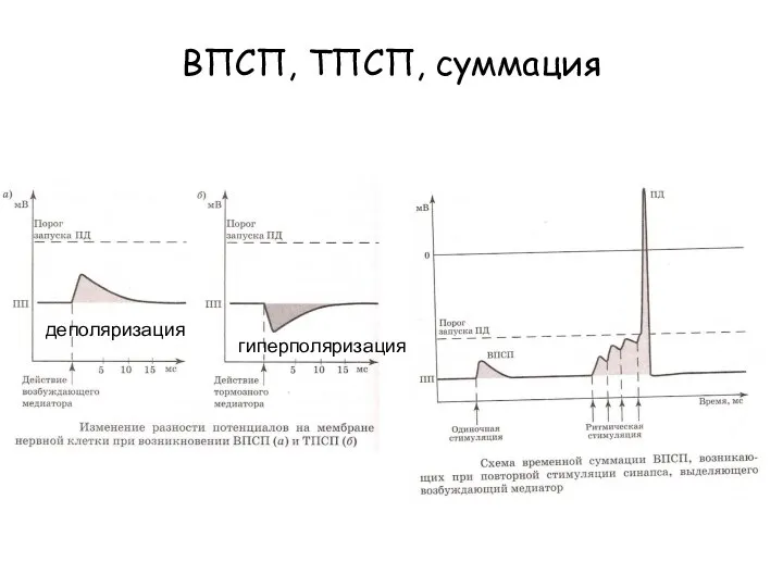 ВПСП, ТПСП, суммация деполяризация гиперполяризация