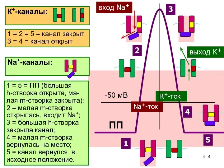 Именно разная скорость открытия Na+-каналов и К+-каналов позволяет возникнуть сначала восходящей, а