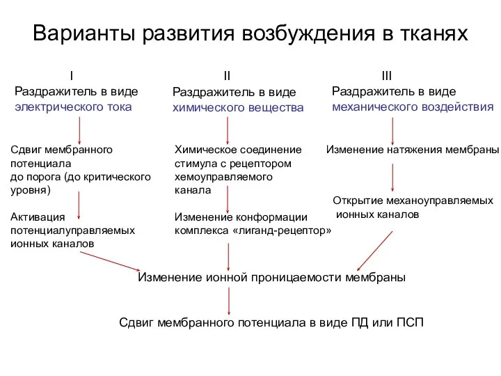 Варианты развития возбуждения в тканях Раздражитель в виде электрического тока Раздражитель в