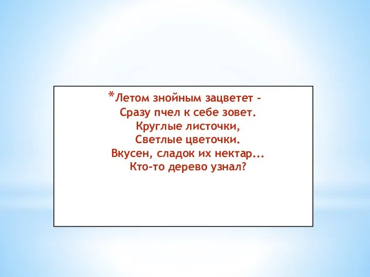 Летом знойным зацветет – Сразу пчел к себе зовет. Круглые листочки, Светлые