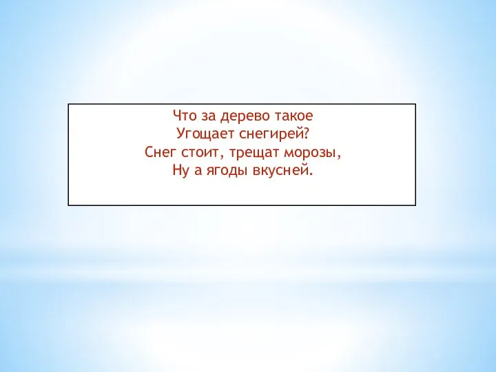 Что за дерево такое Угощает снегирей? Снег стоит, трещат морозы, Ну а ягоды вкусней.