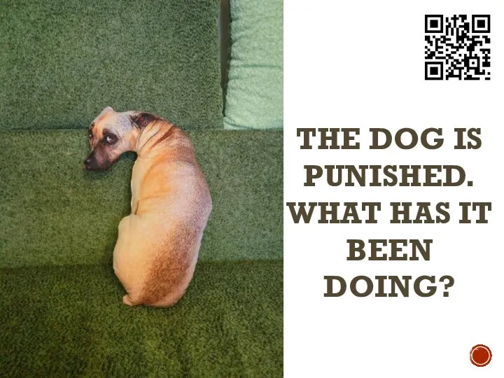 THE DOG IS PUNISHED. WHAT HAS IT BEEN DOING?