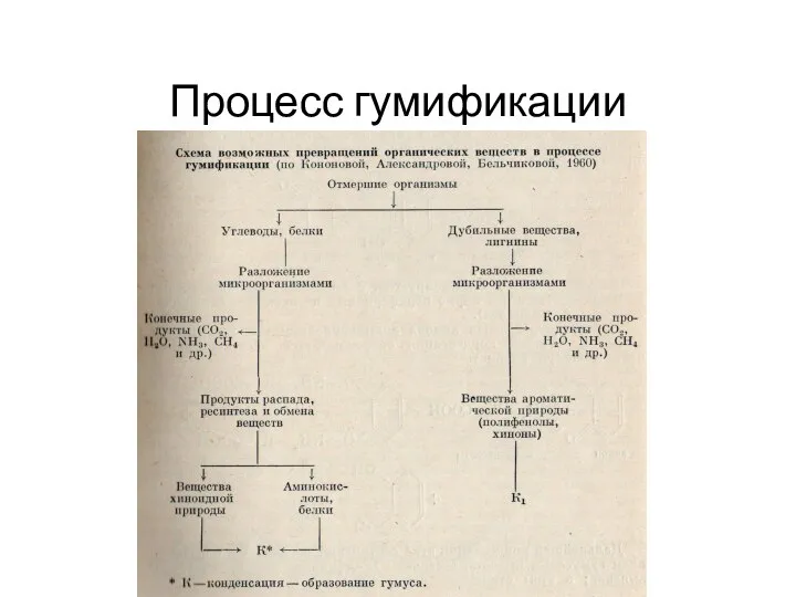 Процесс гумификации процесс гумификации