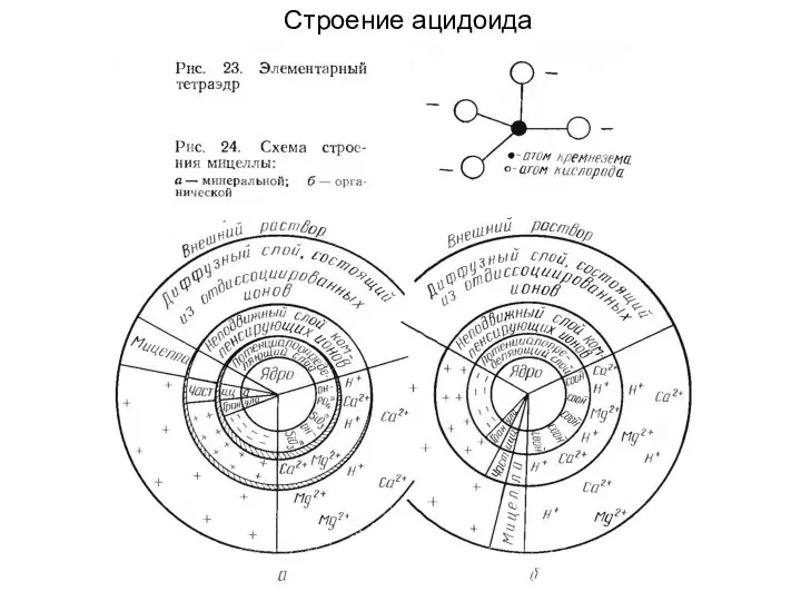 Cтроение ацидоида