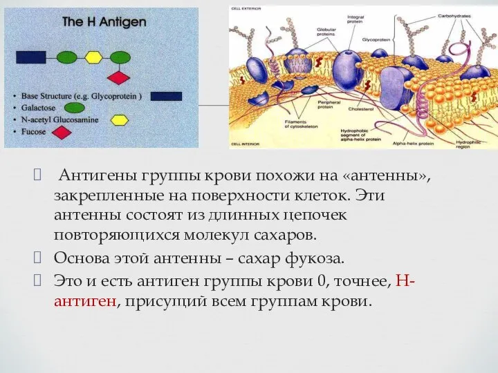 Антигены группы крови похожи на «антенны», закрепленные на поверхности клеток. Эти антенны